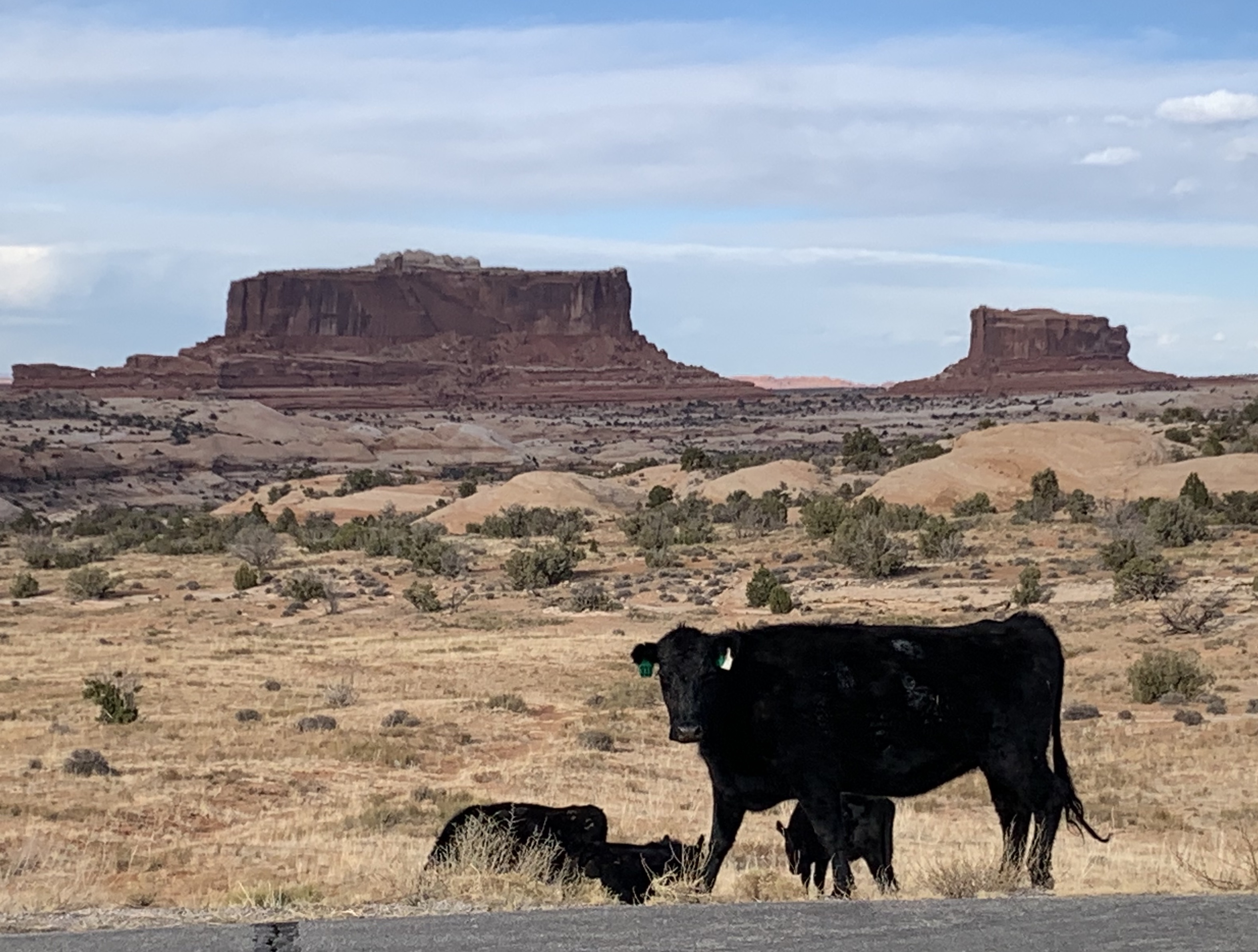 Cows grazing